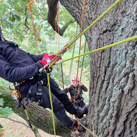 Tree Climbing