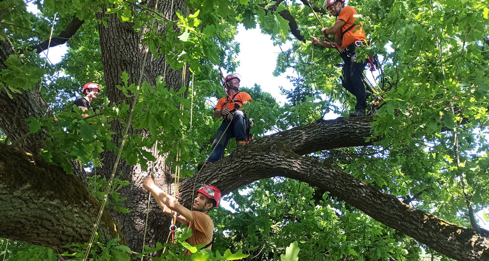 Tree Climbing