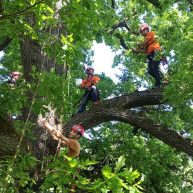 Tree Climbing