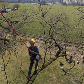 Tree Climbing
