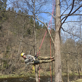 Tree Climbing