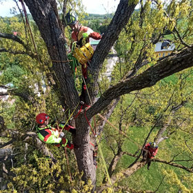 Tree Climbing