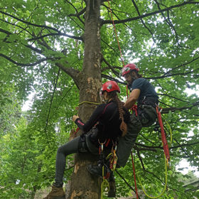 Tree Climbing