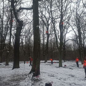 Tree Climbing